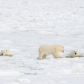 Testing the ice