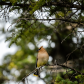 Cedar Waxwing
