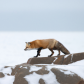 Red fox quietly approaching