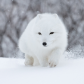 Arctic fox trotting