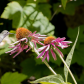 A late summer feed