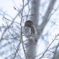 A winter pygmy owl meeting