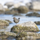 American dipper