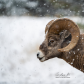 Big Horn Sheep 