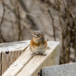 A chipmunk and his cheeks