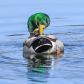 Forever Preening