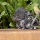 Snake vs Vole