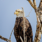 The Regal Eagle