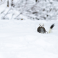 Weasel vs Vole