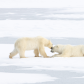 Polar kiss