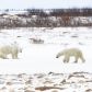 A meeting of polar bears