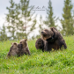 The migthy mama bear 104
