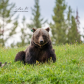 The migthy mama bear 104