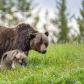 The migthy mama bear 104
