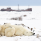 Waiting for sea ice formation
