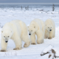 Follow the leader