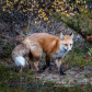 Red Fox - Autumn 