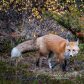 Red Fox - Autumn 