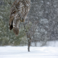 Snowy Day Great Gray
