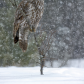 Snowy Day Great Gray
