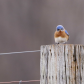 Eastern Bluebird