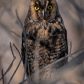 Long eared owl