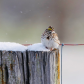 Savannah Sparrow