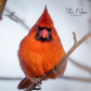 Northern Cardinal