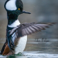 Hooded merganser