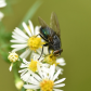 Life Amongst the Daisies