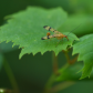 Scorpionfly