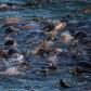 Sea Lion Feeding Frenzy