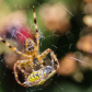 Spider With Wasp