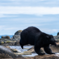 Balancing bear