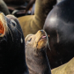Cheeky Sea Lion