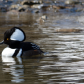 Hooded Merganser drake