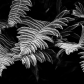 Frosted Ferns