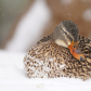 Winter spa