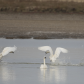 Tundra swan 2