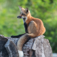 Red Fox
