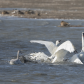Tundra swan 3