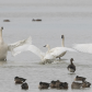 Tundra swan 4