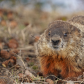 Marmot's day