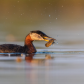 Red-necked Grebe