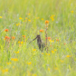 Wilson's Snipe