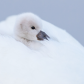 Mute Swan Sygnet