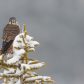 American Kestrel