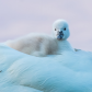 Mute Swan Sygnet