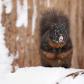 Winter coat