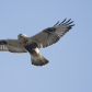 Rough-legged hawk